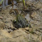 „Von Kröten und Sumpf“ oder „Warum die Großdemonstration von #unteilbar nur ein kleiner Anfang für unsere un-geteilte Aufmerksamkeit sein kann.“ Von Kröten und Sumpf