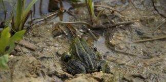 „Von Kröten und Sumpf“ oder „Warum die Großdemonstration von #unteilbar nur ein kleiner Anfang für unsere un-geteilte Aufmerksamkeit sein kann.“ Von Kröten und Sumpf