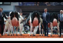 Doku am Sonntag: Das System Milch (ARTE)