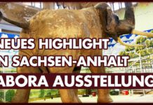 ABORA-Ausstellung, die begeistert! ABORA Ausstellung von Dominique Görlitz